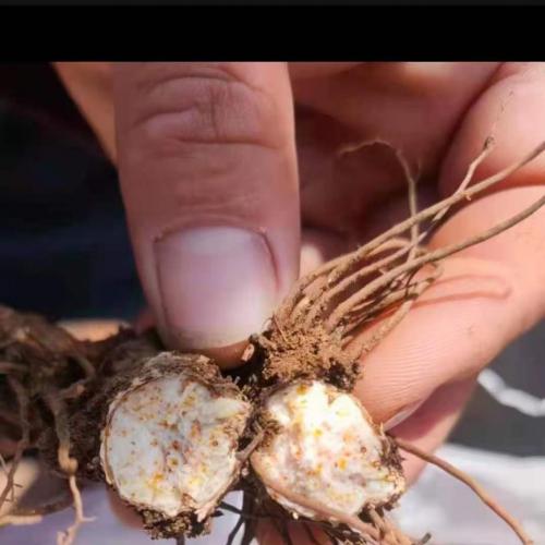 内蒙地产北苍术苗，朱砂点苍术种苗，长期供应北沙参、北沙参种子、桔梗、桔梗种子、黄芪、黄芪苗、黄芪种子、怀牛膝、怀牛膝种子、家种关防风、防风种子、北苍术