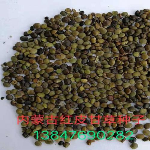 产地出售优质甘草种子，甘草籽，纯内蒙地产红皮甘草籽，长期供应桔梗籽;黄芪苗;黄芪籽;紫草籽;赤芍苗