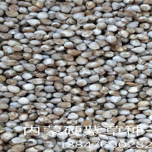 中药材种子，地产紫草种子，紫草籽出售，内蒙地产紫草子，长期供应桔梗种子、黄芪、黄芪苗、黄芪种子、怀牛膝、怀牛膝种子、家种关防风、防风种子