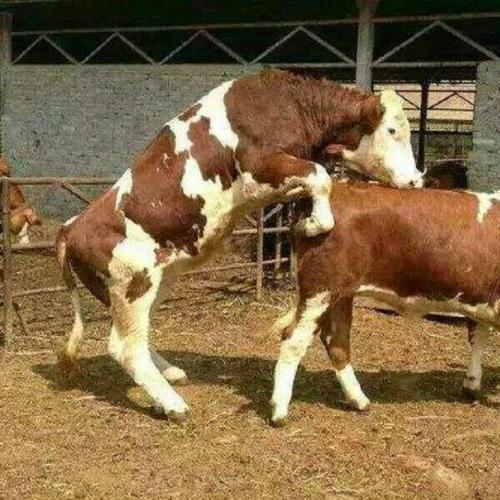 西门塔尔牛种公牛 西门塔尔牛毛重价格 成年散养西门塔尔牛种公牛 好养易活