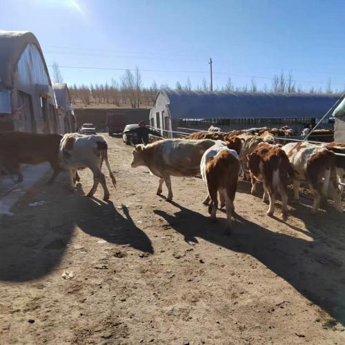 散养育肥西门塔尔牛肉牛 散养育肥西门塔尔牛肉牛 西门塔尔牛肉牛养殖场